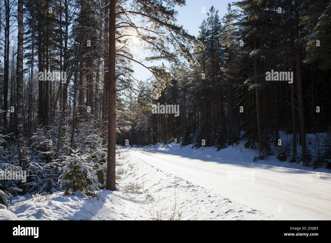 Rurale coperto di neve strada attraverso la foresta Foto Stock