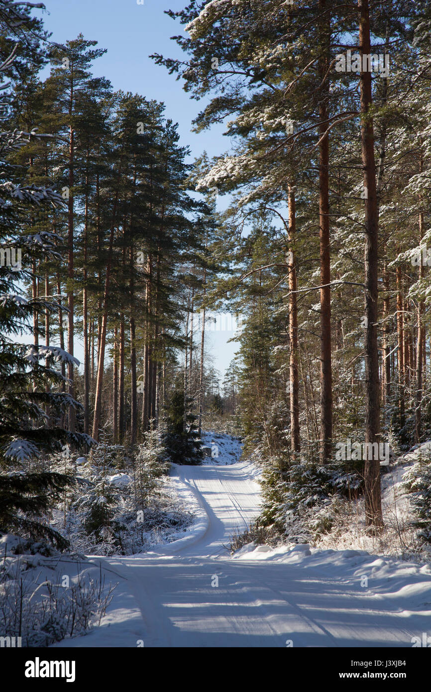 Rurale coperto di neve strada attraverso la foresta Foto Stock
