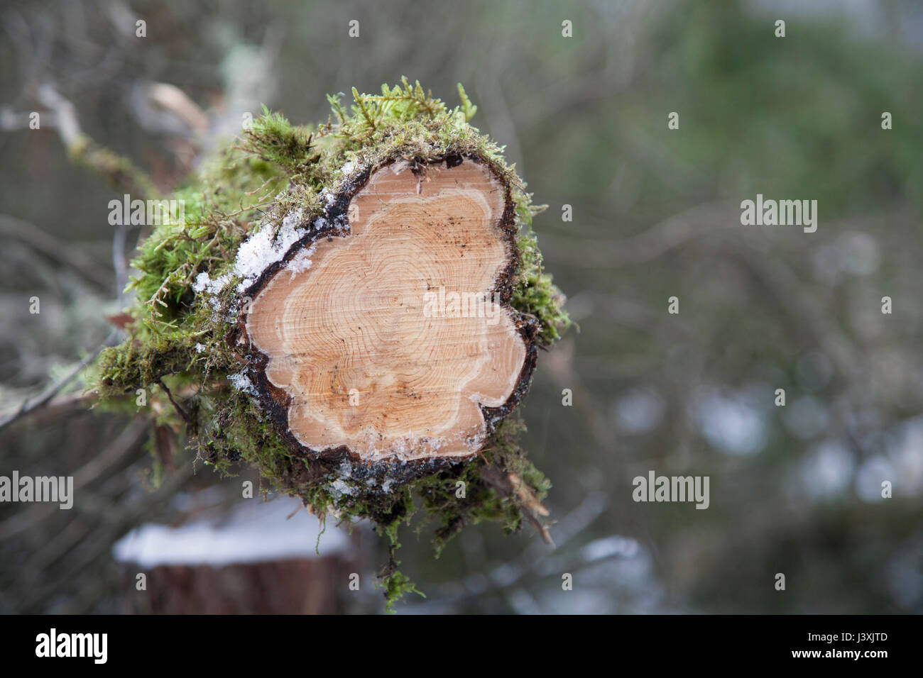 Sezione trasversale della struttura di taglio Foto Stock