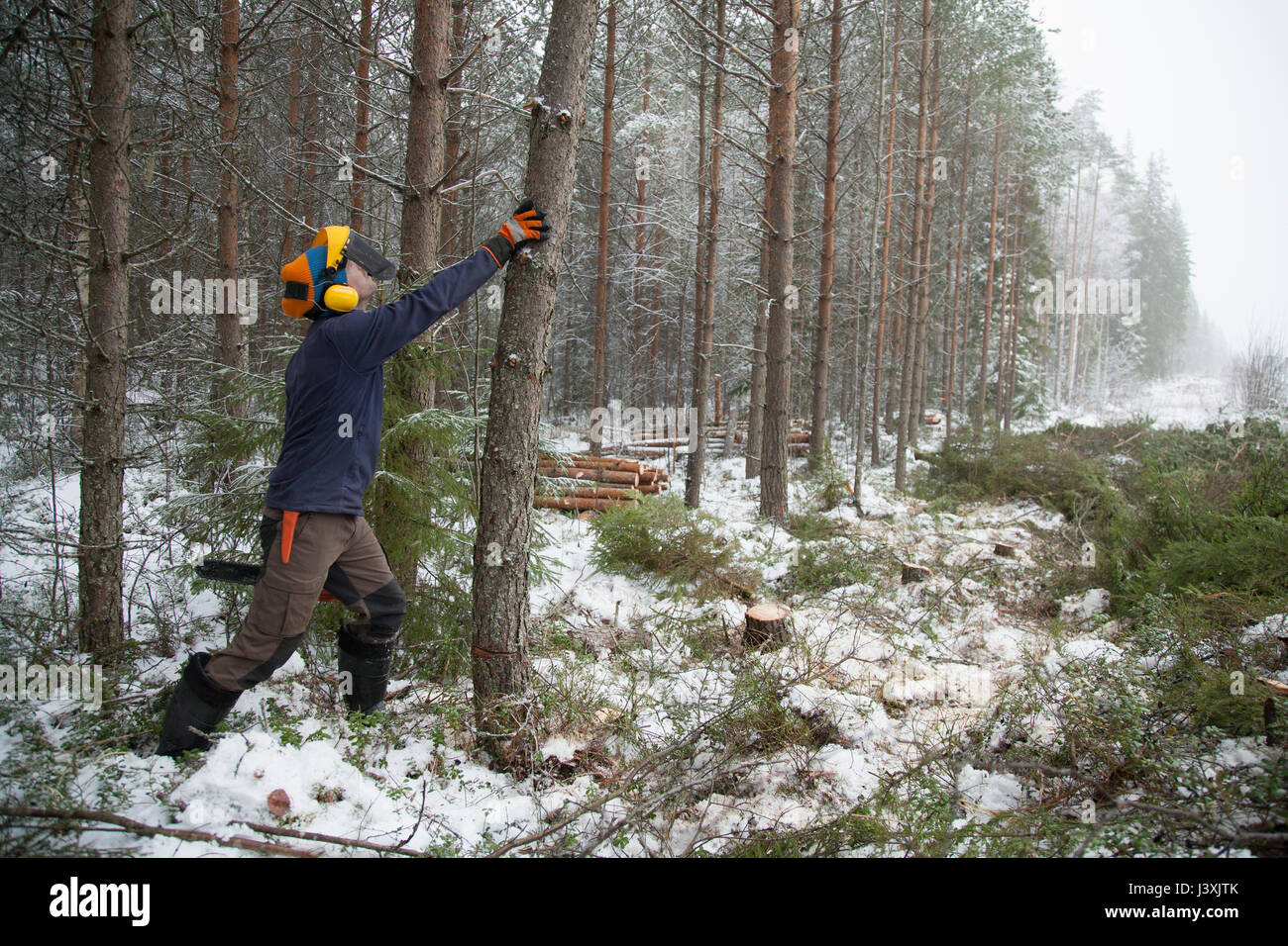 Logger albero di spinta, Tammela, Forssa, Finlandia Foto Stock