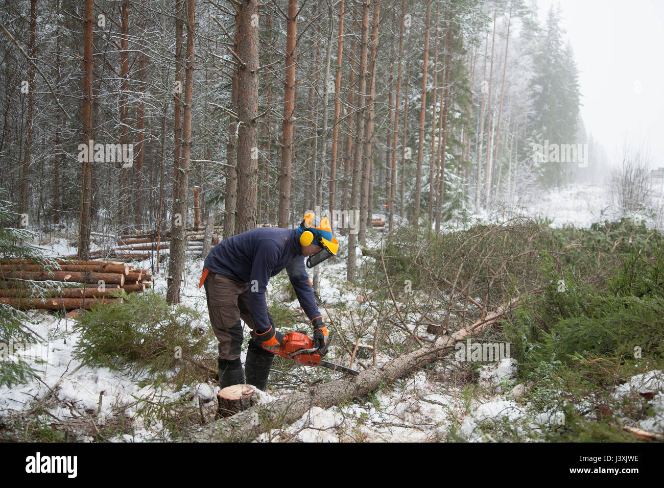 Sezionatura di logger tree, Tammela, Forssa, Finlandia Foto Stock