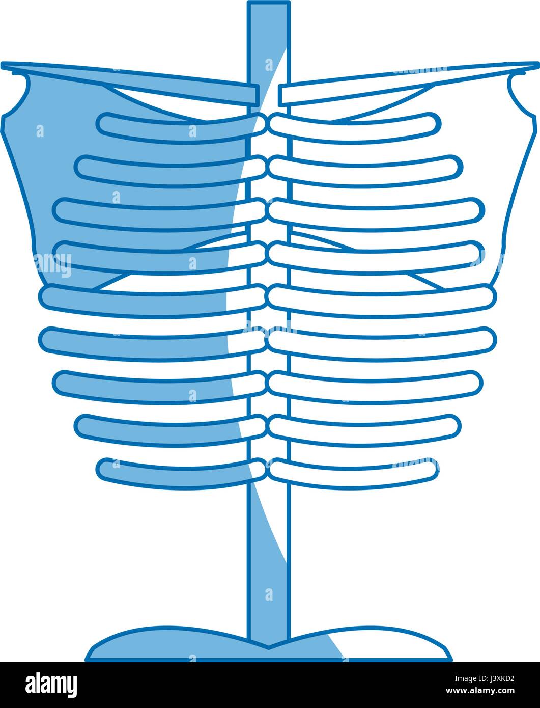 Lo scheletro del torace parte umana anatomia Illustrazione Vettoriale