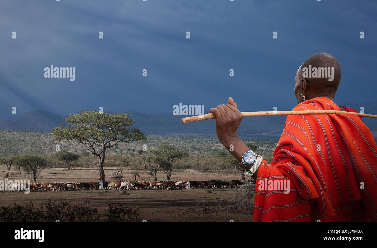 Masai pastore a guardare le proprie vacche, il Masai Mara riserva nazionale, Kenya Foto Stock