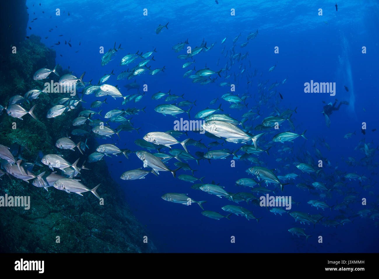 Scuola di martinetti intorno rocce, Roca Partida, Colima, Messico Foto Stock