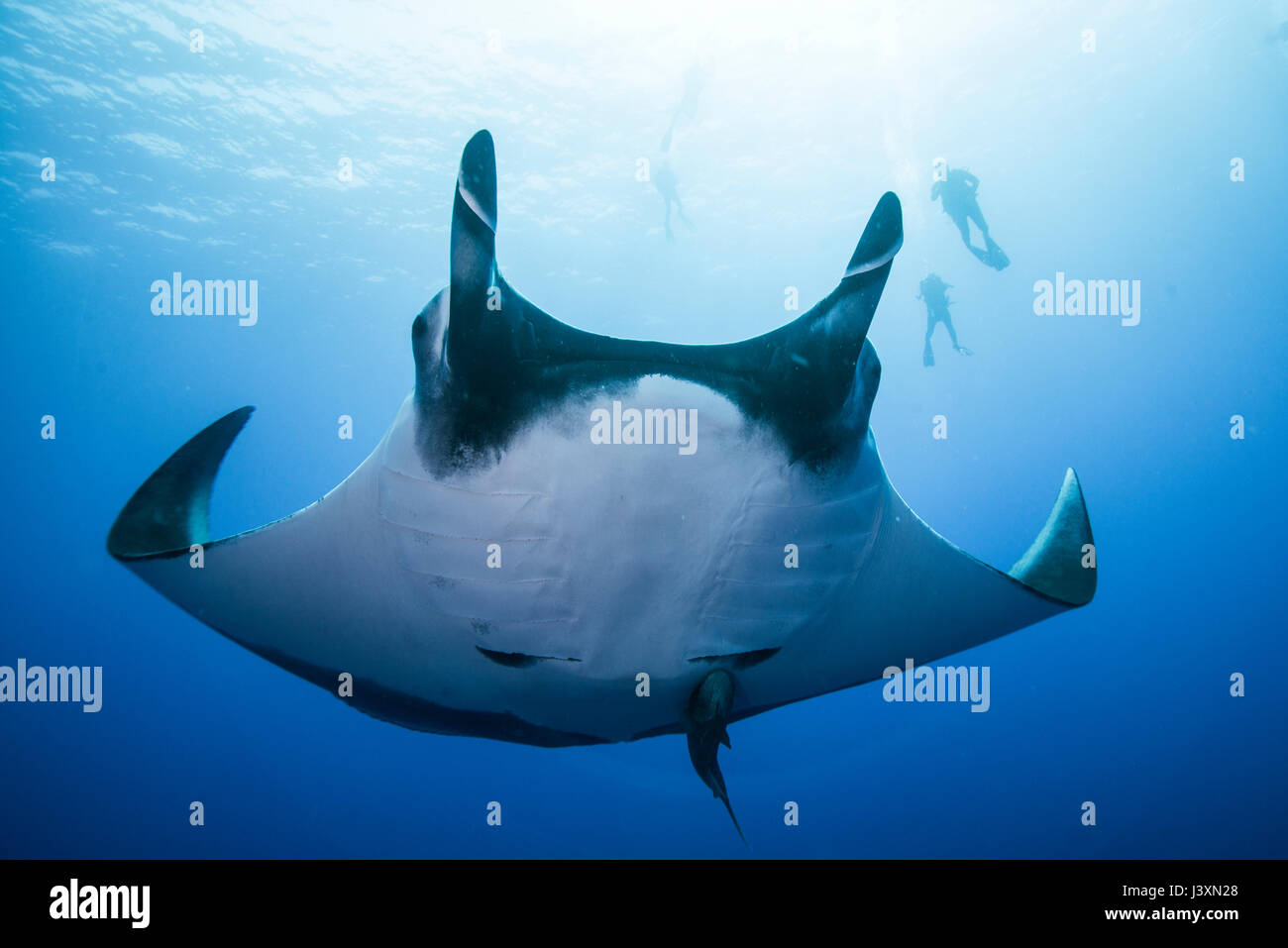 Giant Manta Ray (Manta birostris), vista subacquea, Roca Partida, Colima, Messico Foto Stock