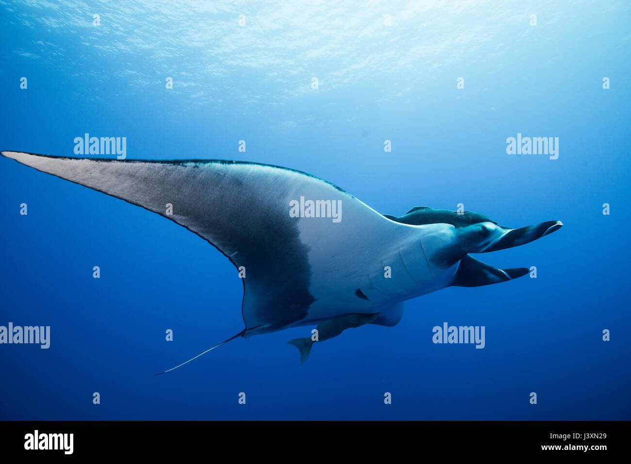 Giant Manta Ray (Manta birostris), vista subacquea, Roca Partida, Colima, Messico Foto Stock