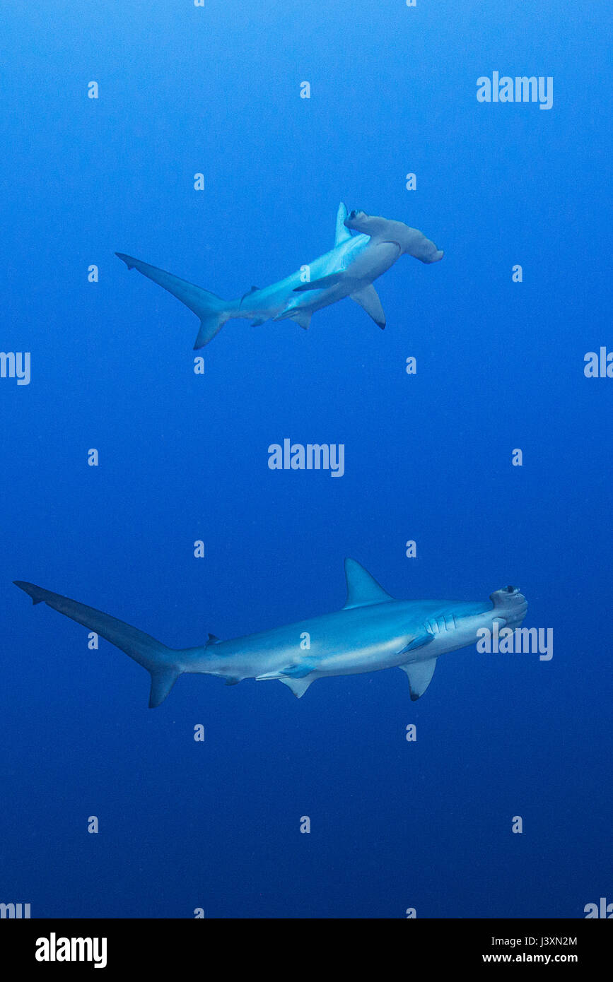 La scolarizzazione hammerheads (Sphyrna lewini), vista subacquea, Roca Partida, Colima, Messico Foto Stock