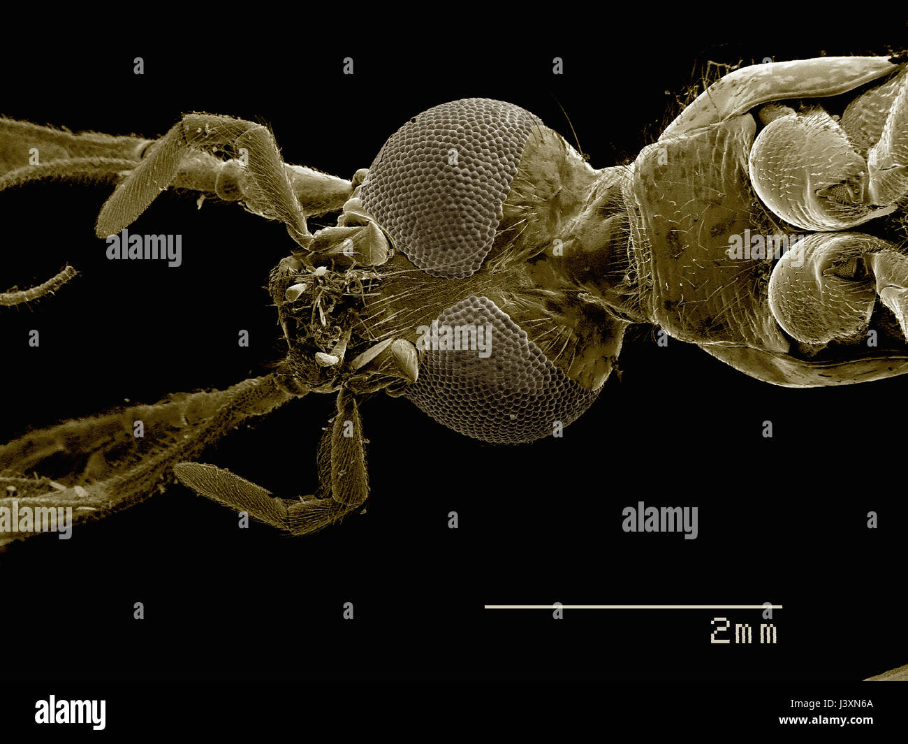 Coleoptera insect microscope immagini e fotografie stock ad alta ...