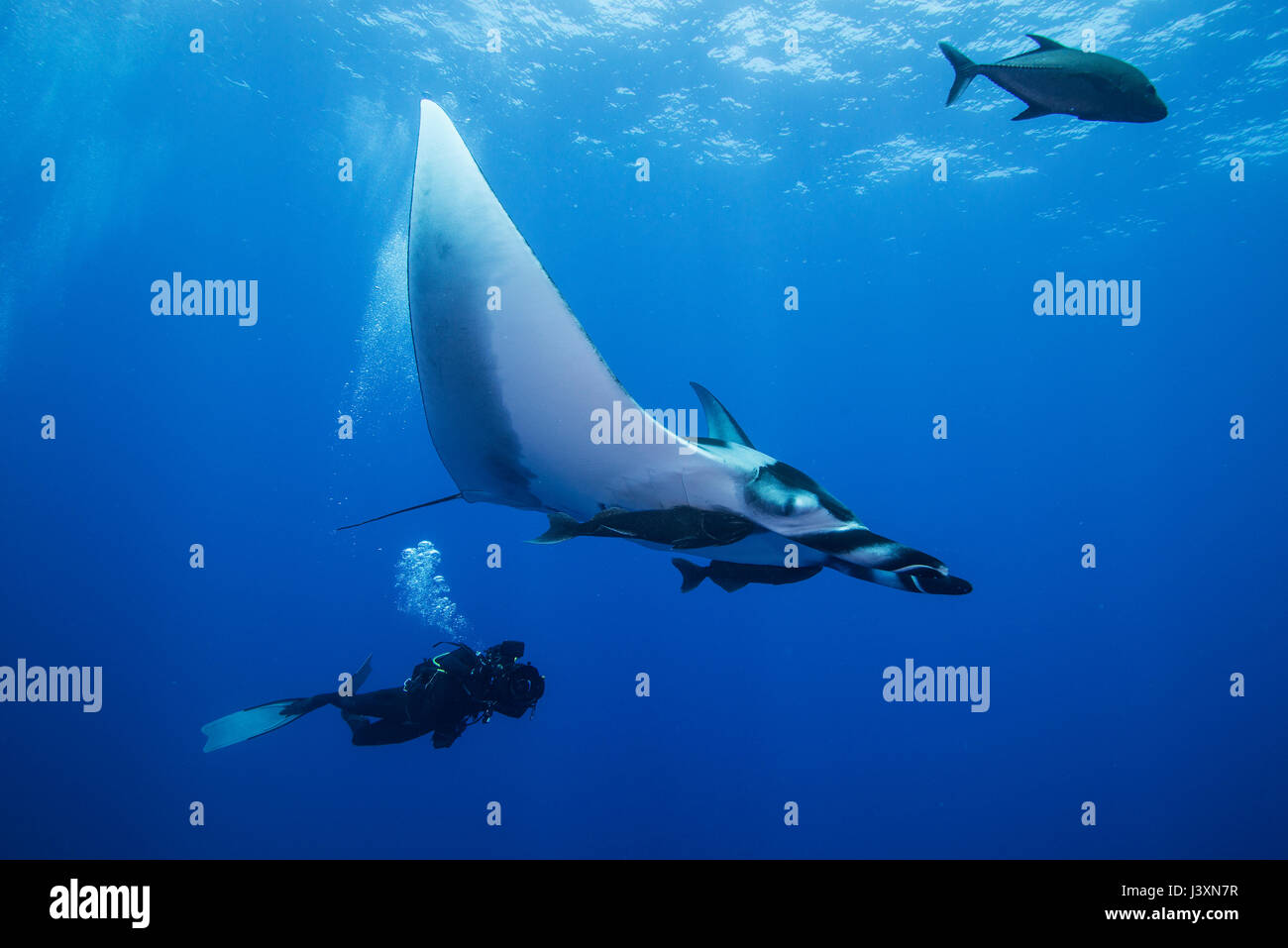 Scuba Diver nuoto con il gigante Manta Ray (Manta birostris), vista subacquea, San Benedicto, Colima, Messico Foto Stock