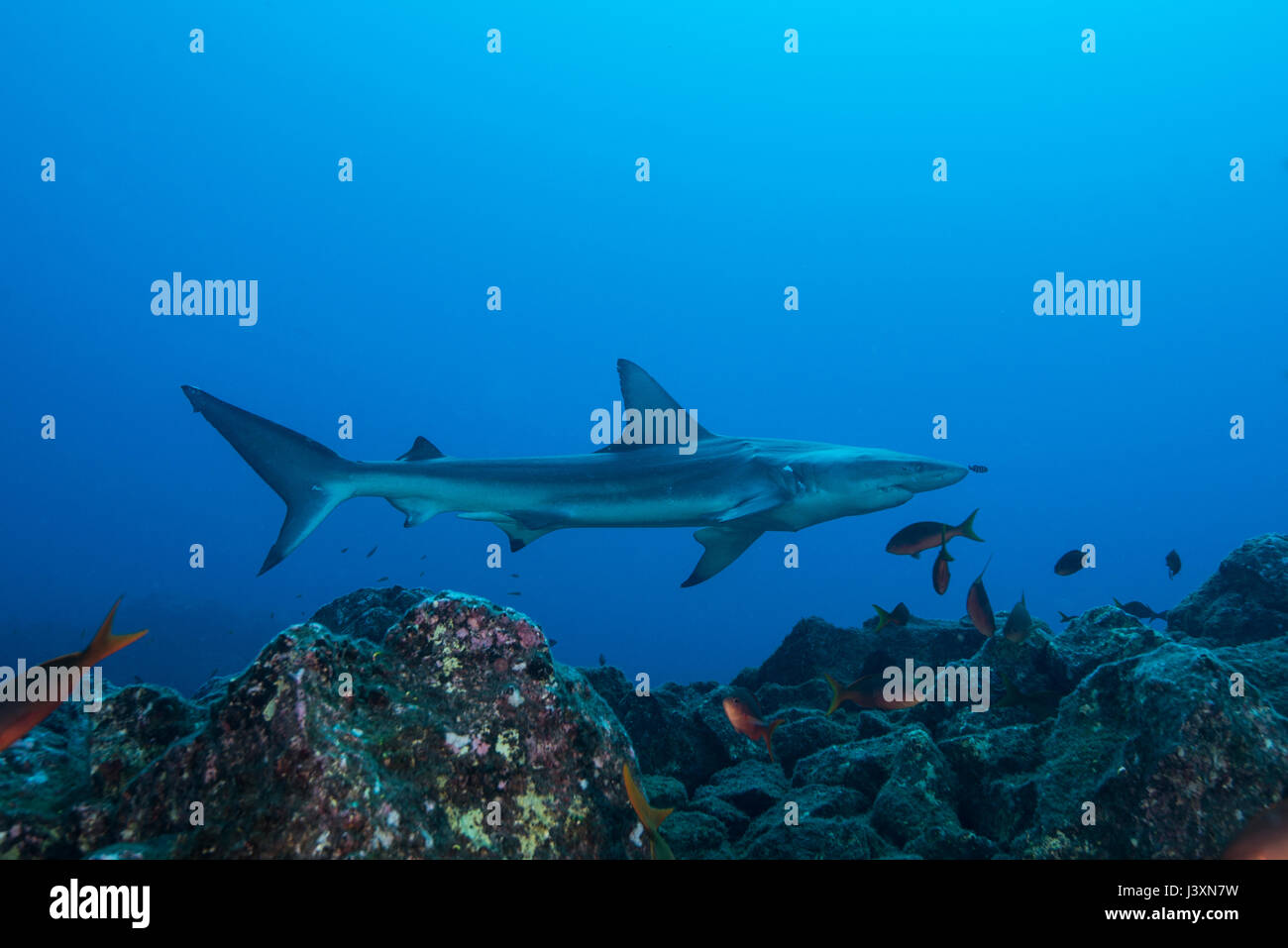 Raro avvistamento di un malato di squalo Blacktip (Carcharhinus limbatus), San Benedicto, Colima, Messico Foto Stock