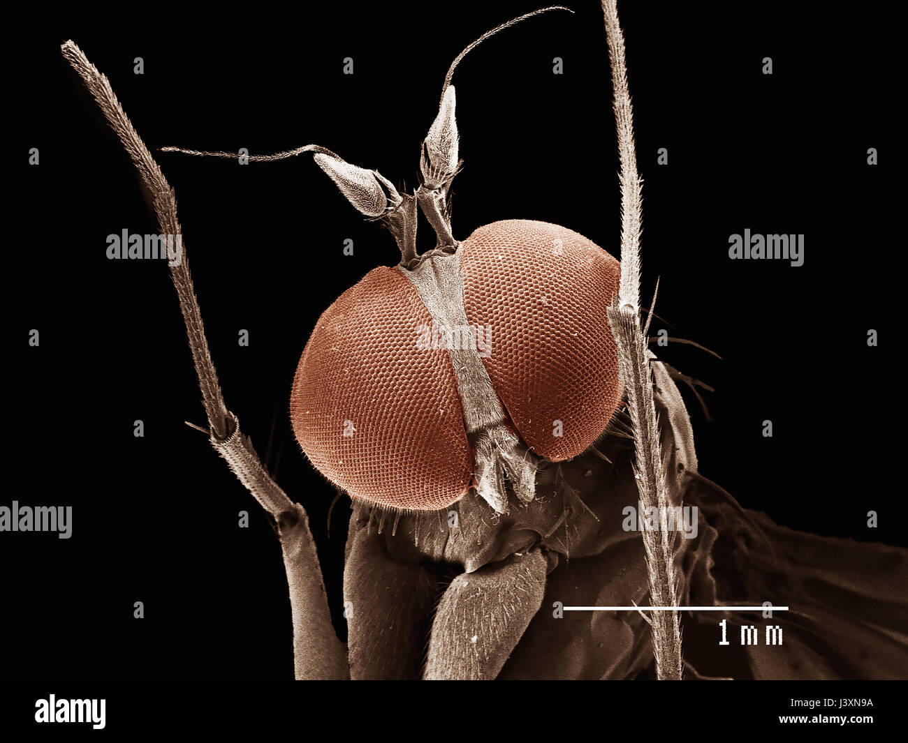 Testa di lunghe zampe (fly dolichopodiae) imaging in un microscopio elettronico a scansione Foto Stock