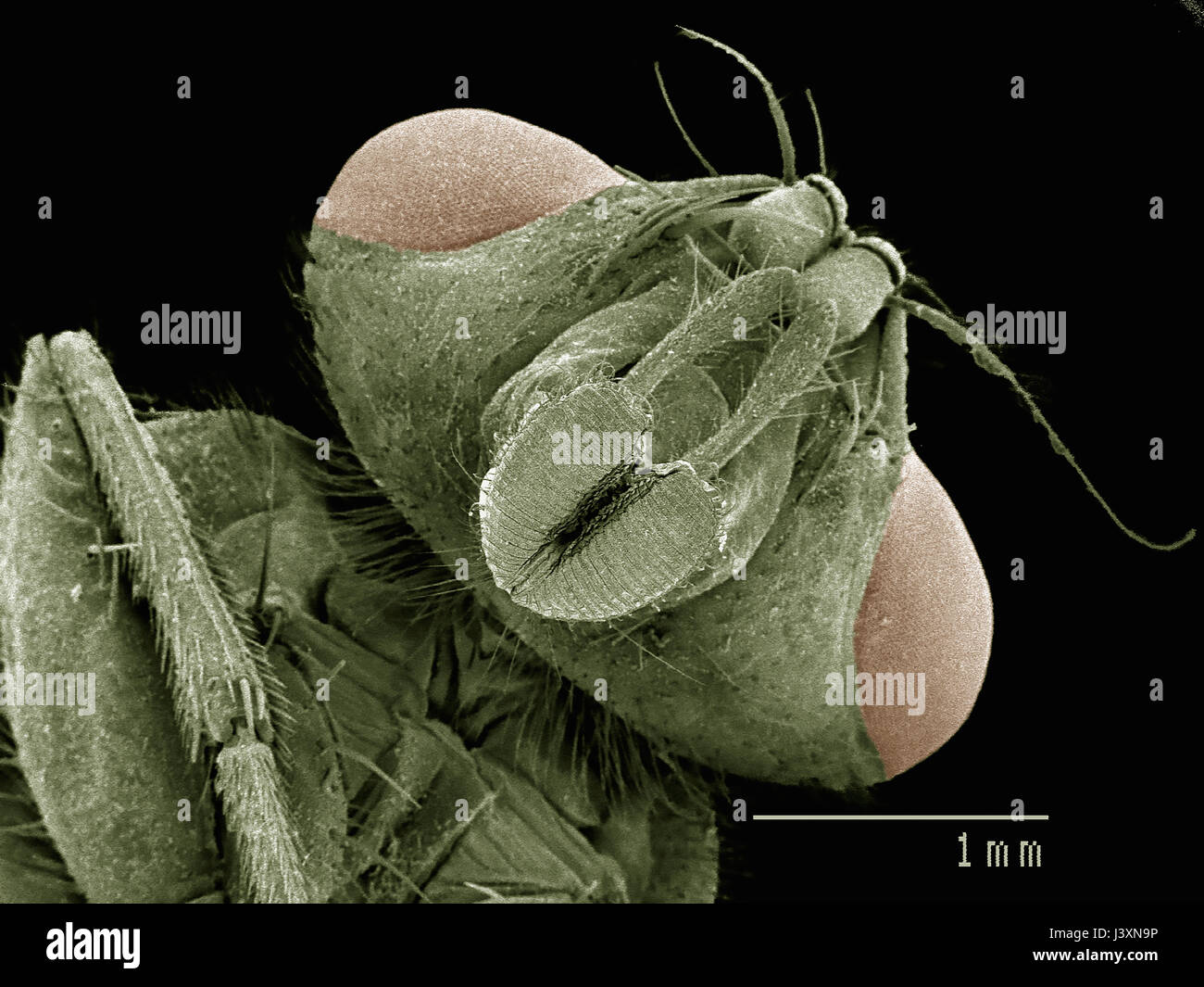 Testa di mosca di casa (Muscidae) imaging in un microscopio elettronico a scansione Foto Stock Testa di mosca di casa (Muscidae) imaging in un microscopio elettronico a scansione Foto Stock