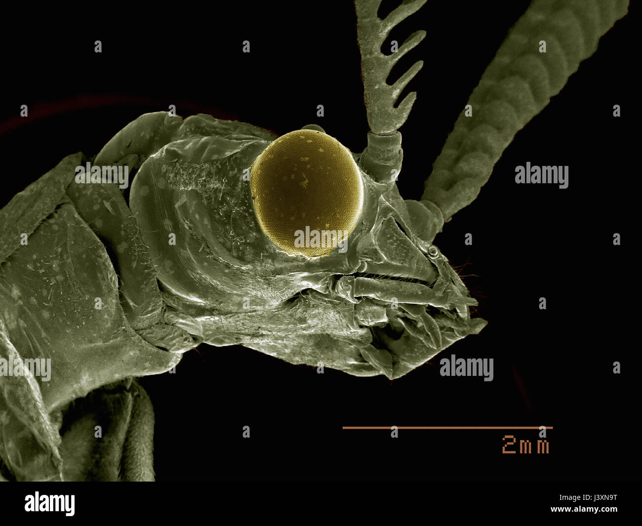 Vista laterale della testa di un oscuro fishfly (Megalotteri: Corydalidae: Nigronia sp.) imaging in un microscopio elettronico a scansione Foto Stock