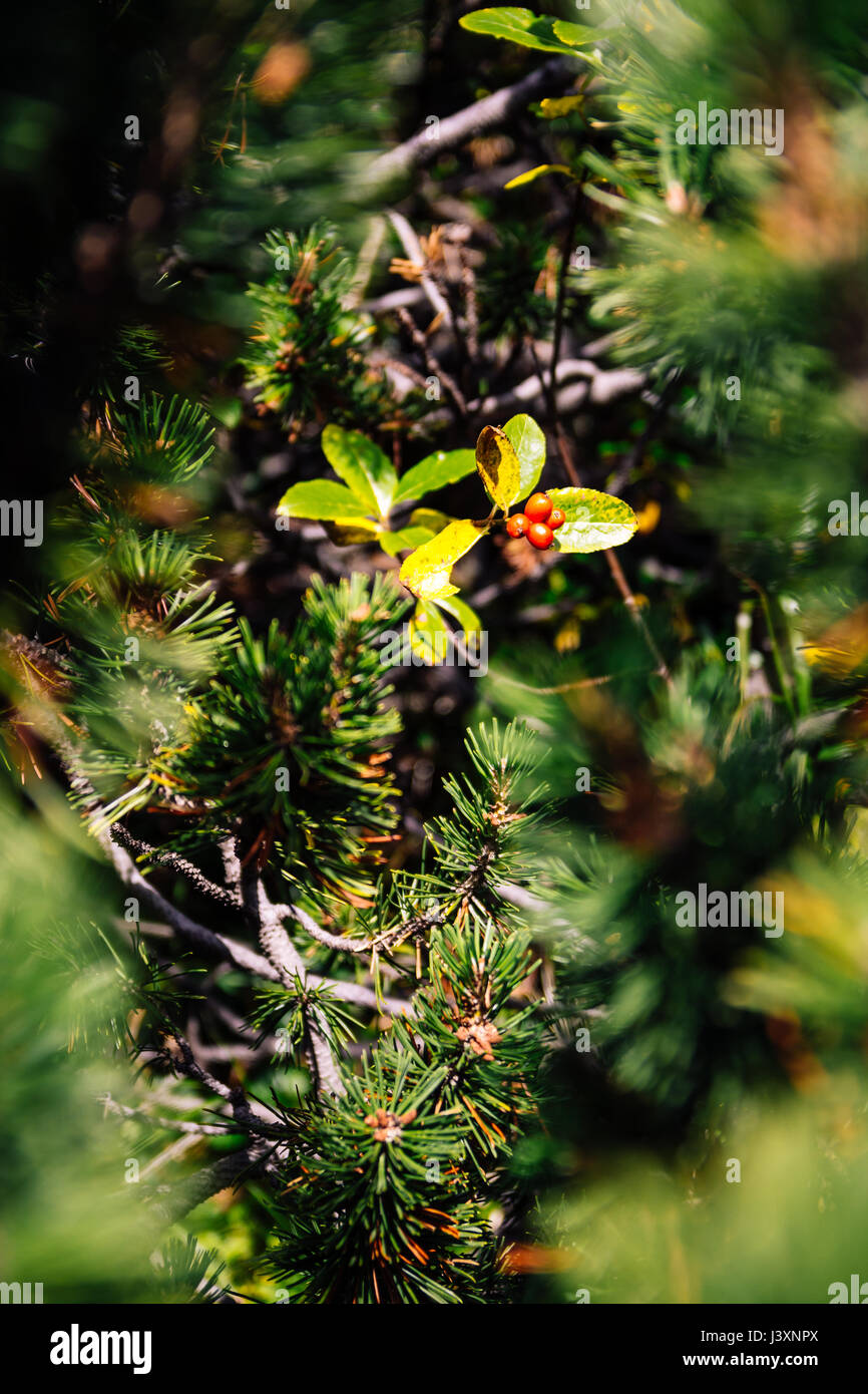 Vista ingrandita della Comunità holly amongs crescono alberi di pino. Foto Stock