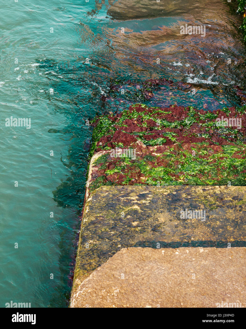Passaggi coperti di alghe verdi che va giù verso il mare / acqua. Foto Stock