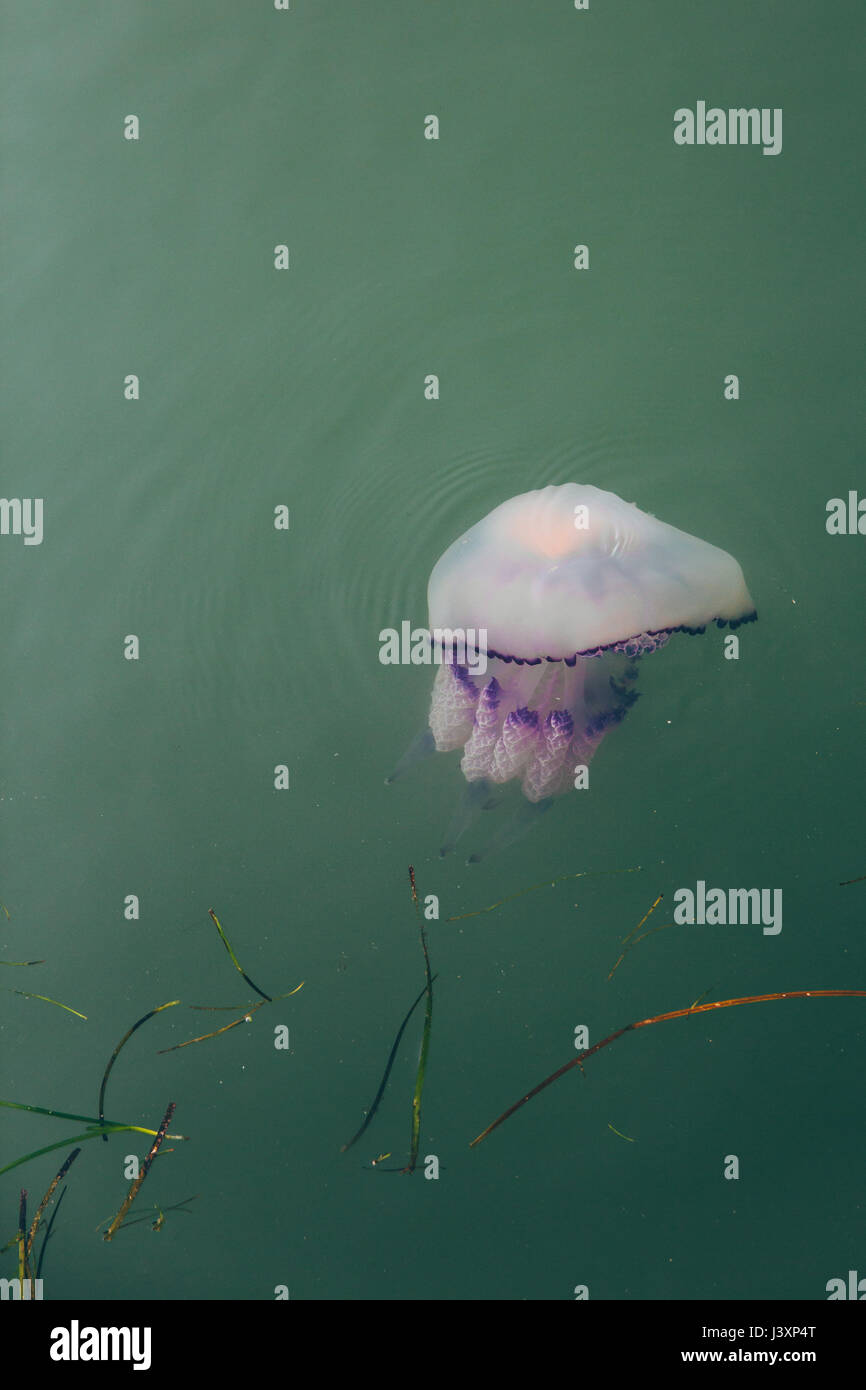 Meduse viola galleggianti in acqua verde. Foto Stock