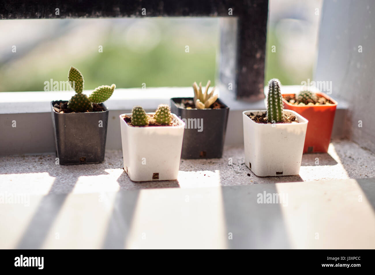 Piccolo cactus. Foto Stock