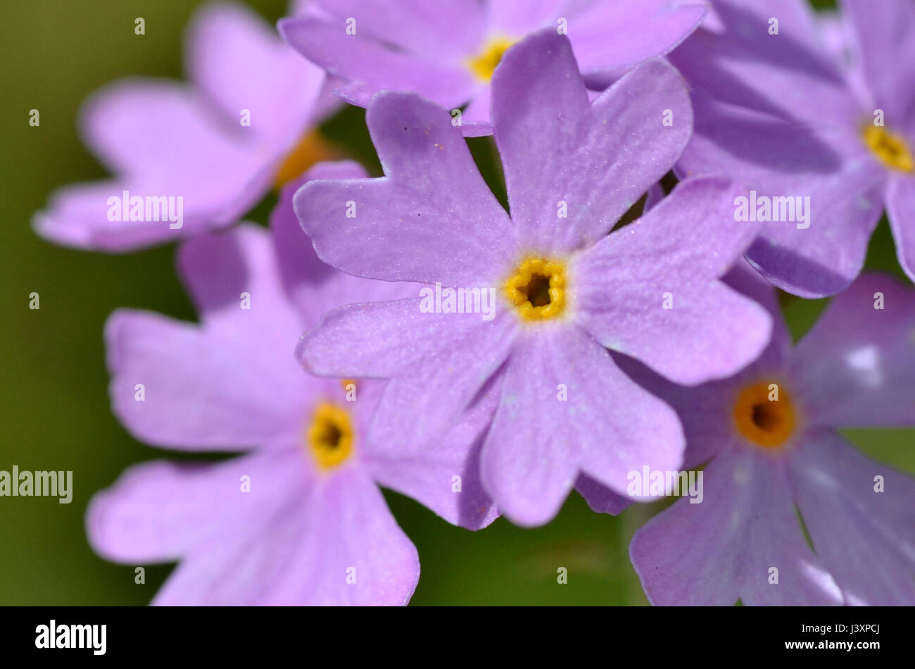 Closeup viola Primula farinosa nei pressi di La Plagne dalle Alpi francesi Foto Stock