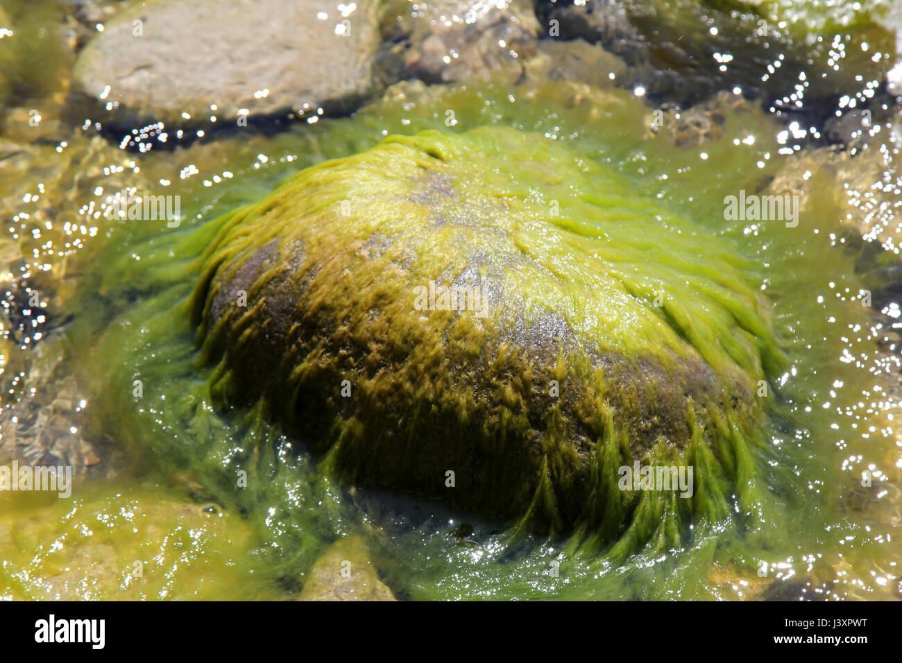 Mossy, alghe coperto rock nel lago Ontario in Canada Foto Stock