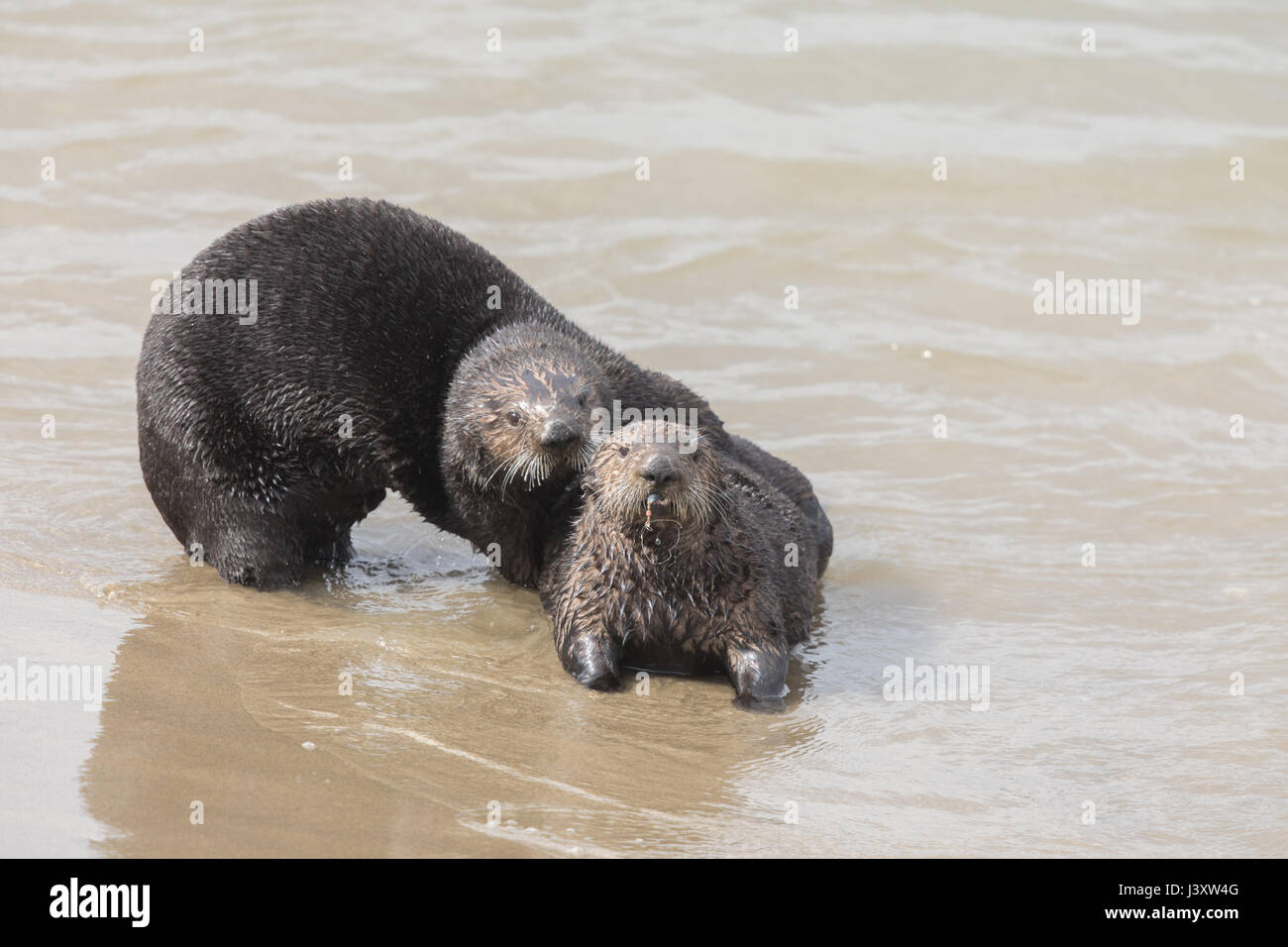 Giocoso le lontre marine Foto Stock