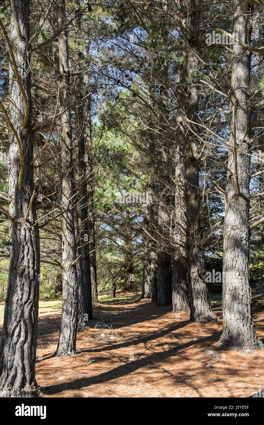 Un breve viale pedonale di alberi di pino con aghi caduti che copre il percorso. Foto Stock