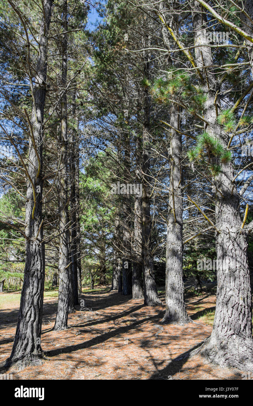 Un breve viale pedonale di alberi di pino con aghi caduti che copre il percorso. Foto Stock
