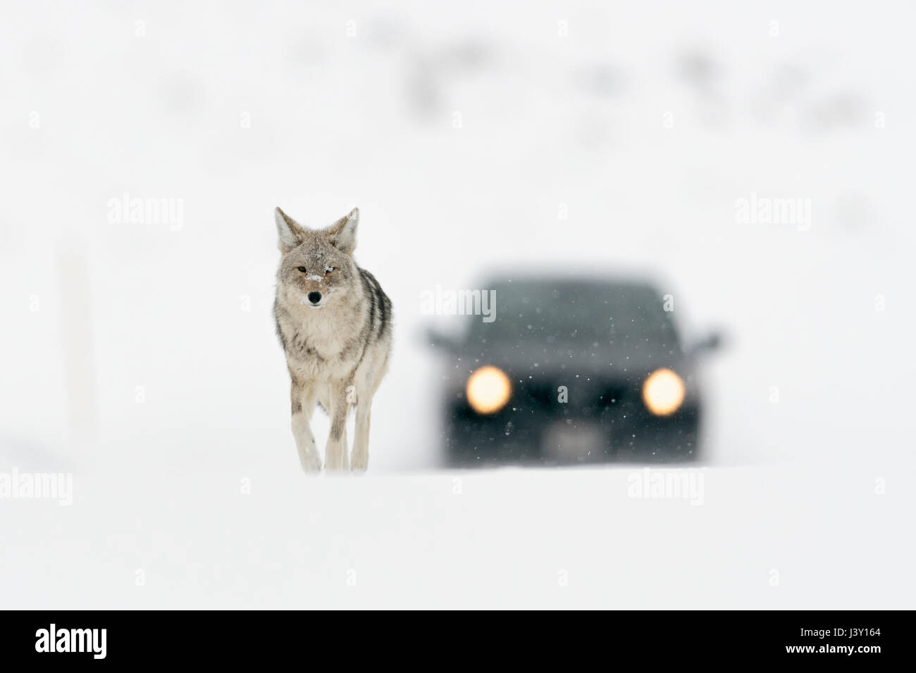 Coyote ( Canis latrans ), in inverno la neve alta, a camminare su una strada, seguita da un'auto sembra essere totalmente indisturbati, Yellowstone NP, Wyoming negli Stati Uniti. Foto Stock