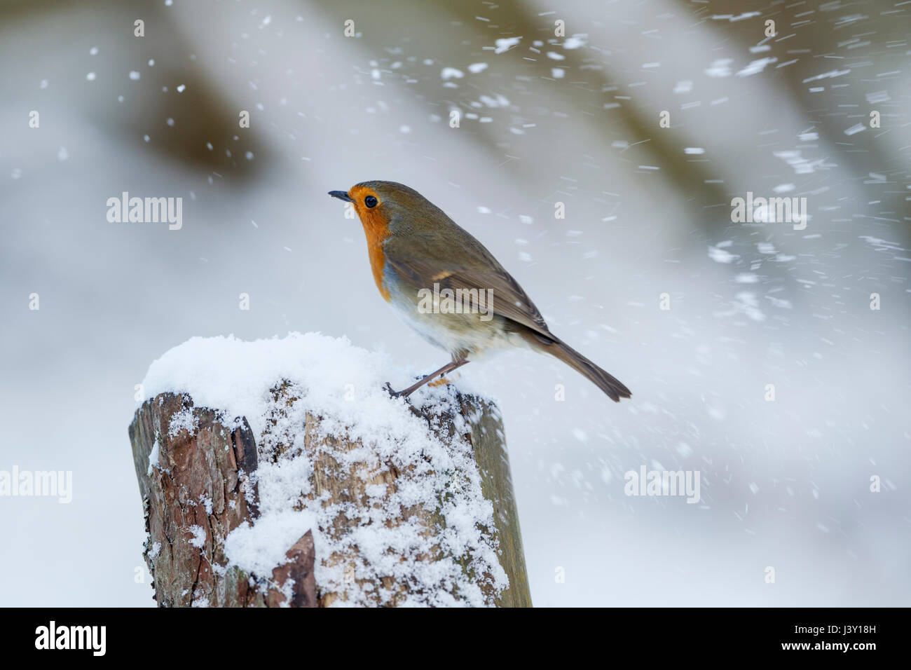 Unione robin, nome latino Erithacus rubecula, appollaiato su un ceppo di albero in una tempesta di neve Foto Stock