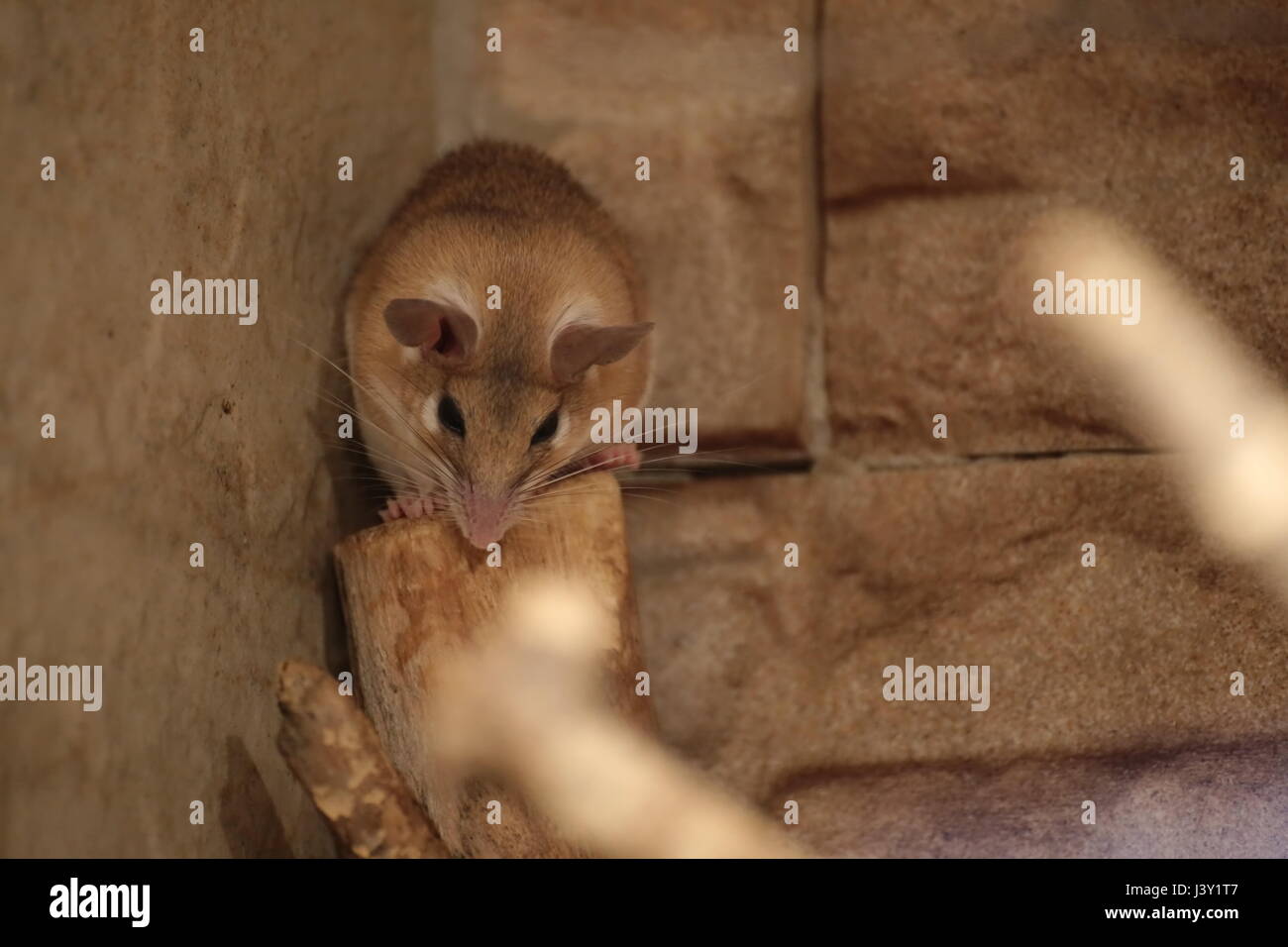 Spinosa orientale topi (Acomys dimidiatus) nella parte anteriore della parete. Foto Stock