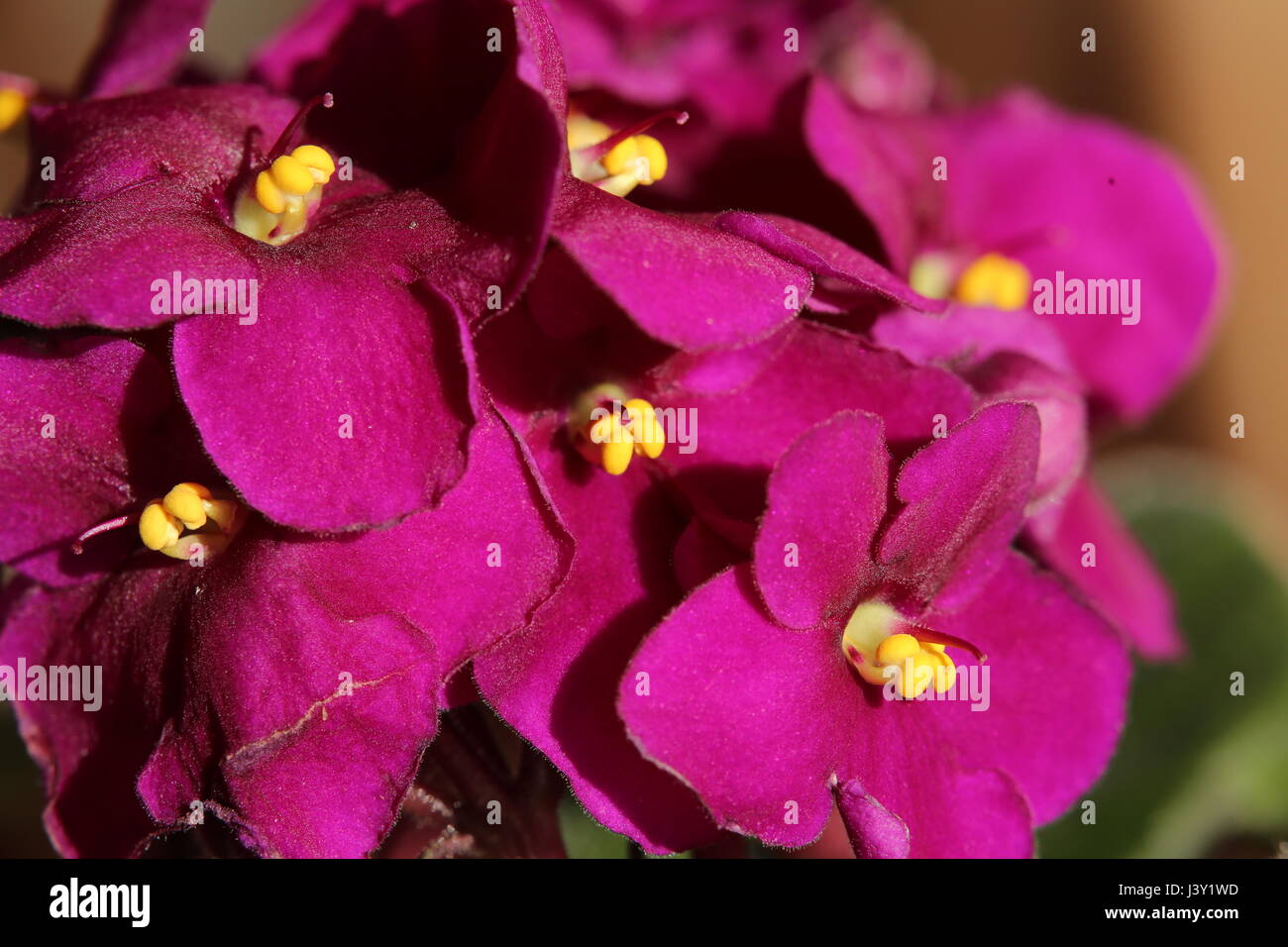 Violette africane (Saintpaulia ionantha) blossoms con colori vibranti. Foto Stock