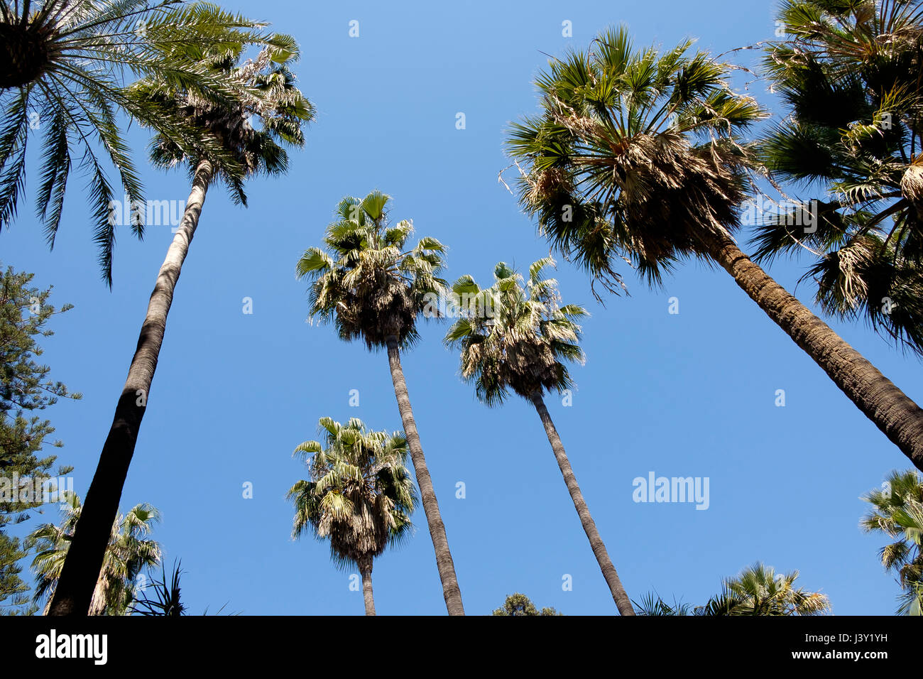 Parque de Malaga, giardini botanici appena dietro al porto di Malaga Foto Stock