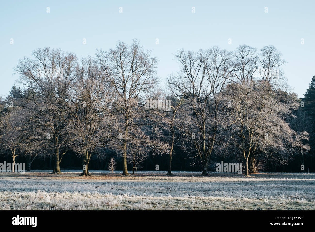 Frost alberi coperti nella luce del mattino. Norfolk, Regno Unito. Foto Stock