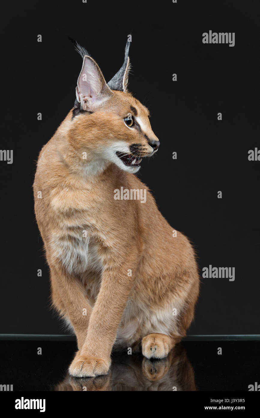 Bella Lynx caracal 6 mesi gattino seduto su sfondo nero. Studio shot. Copia dello spazio. Foto Stock