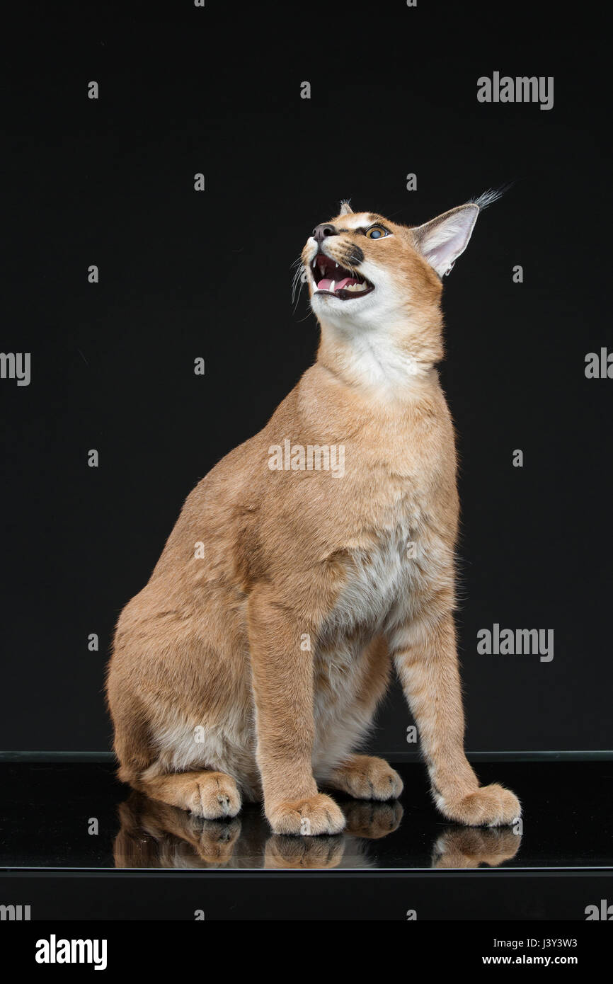 Bella Lynx caracal 6 mesi gattino seduto su sfondo nero. Studio shot. Copia dello spazio. Foto Stock