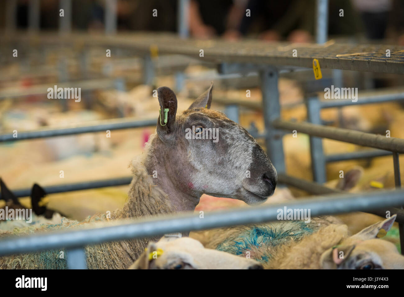 Un Bluefaced Leicester pecora per una penna a un mercato di bestiame. Foto Stock