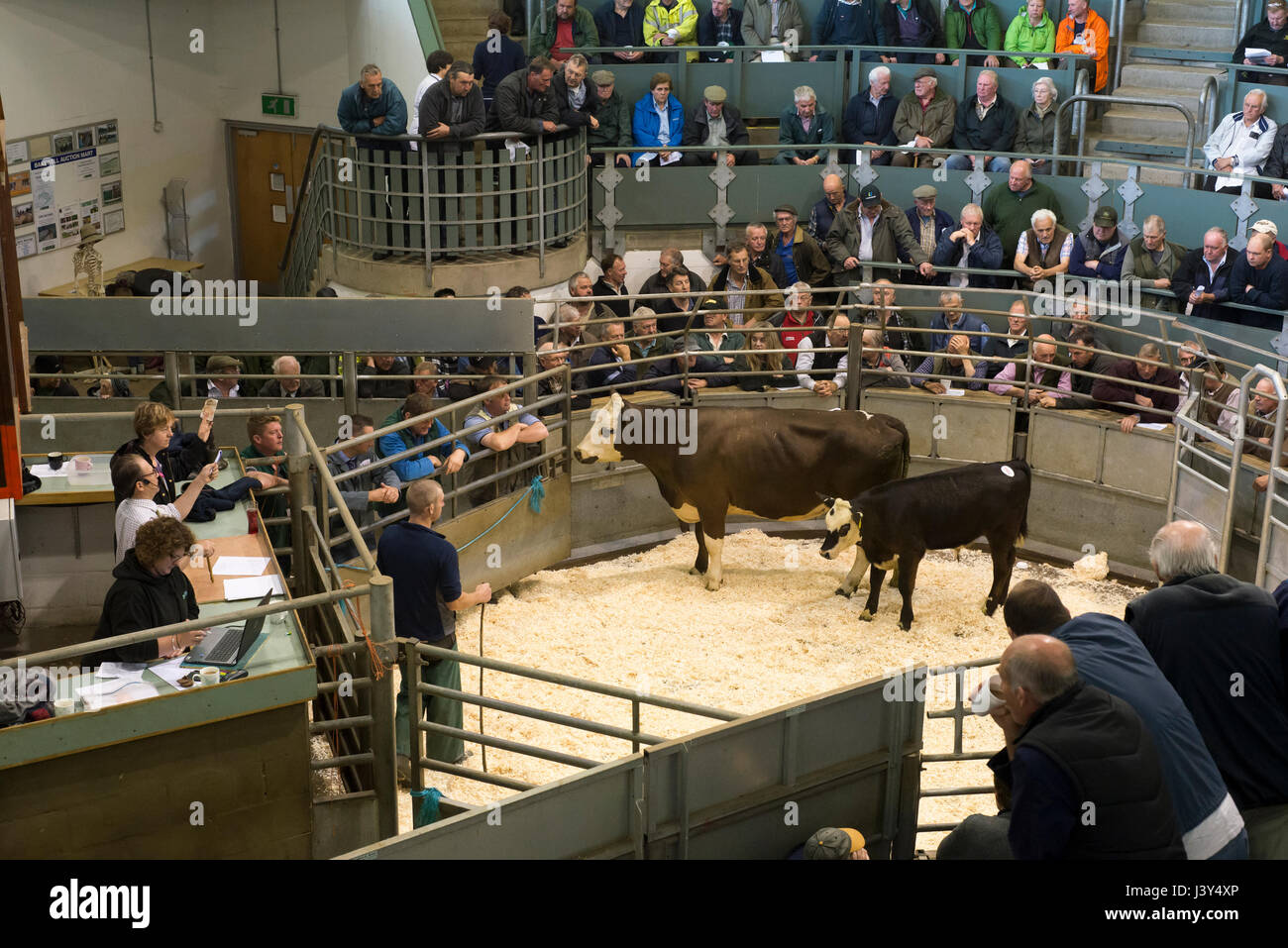La vendita di carni bovine premi per vacca nutrice e del polpaccio in un mercato del bestiame, Derbyshire. Foto Stock