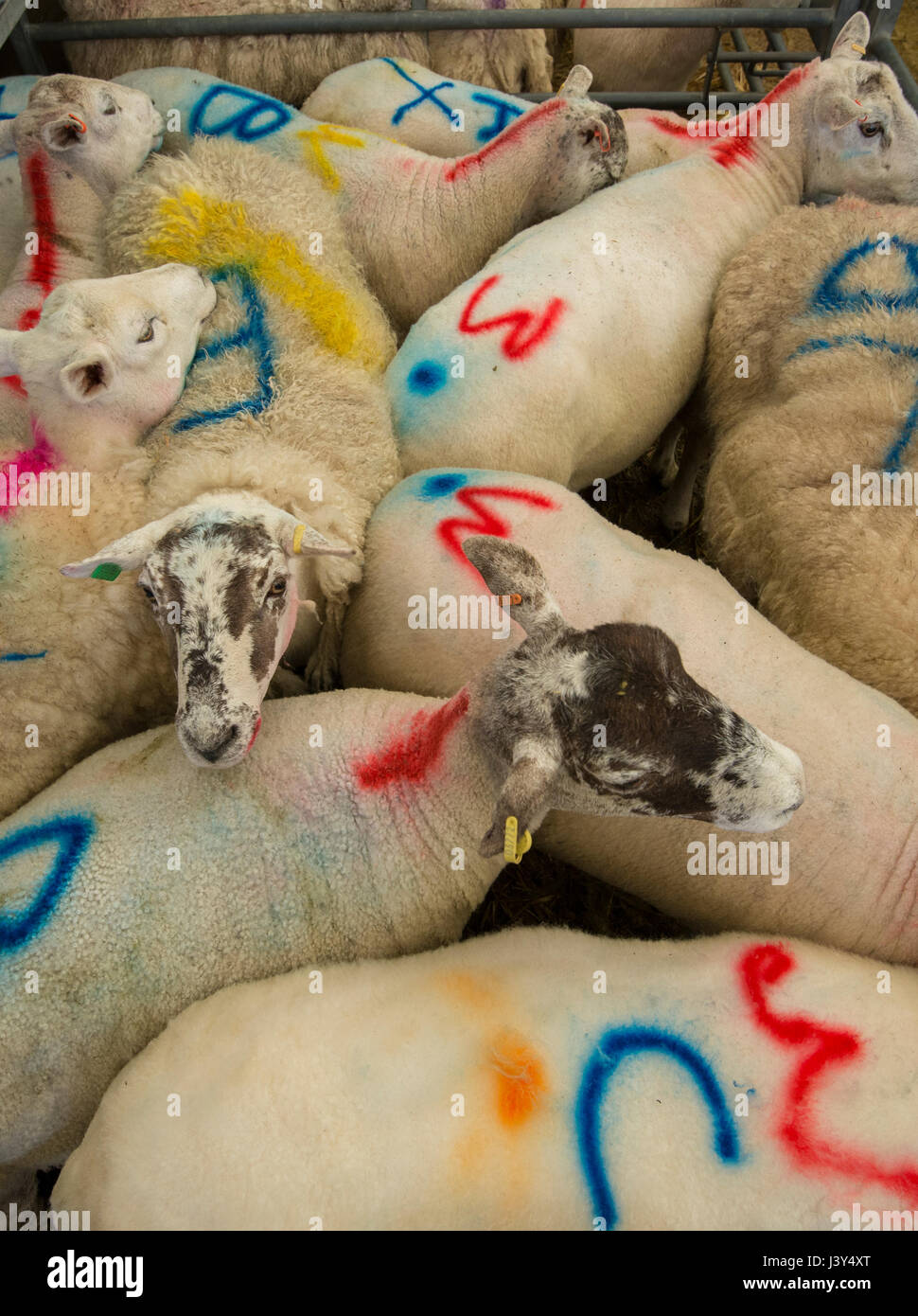 Cullare pecore in una penna di mercato del bestiame segnato in vendita, Derbyshire, UK Foto Stock