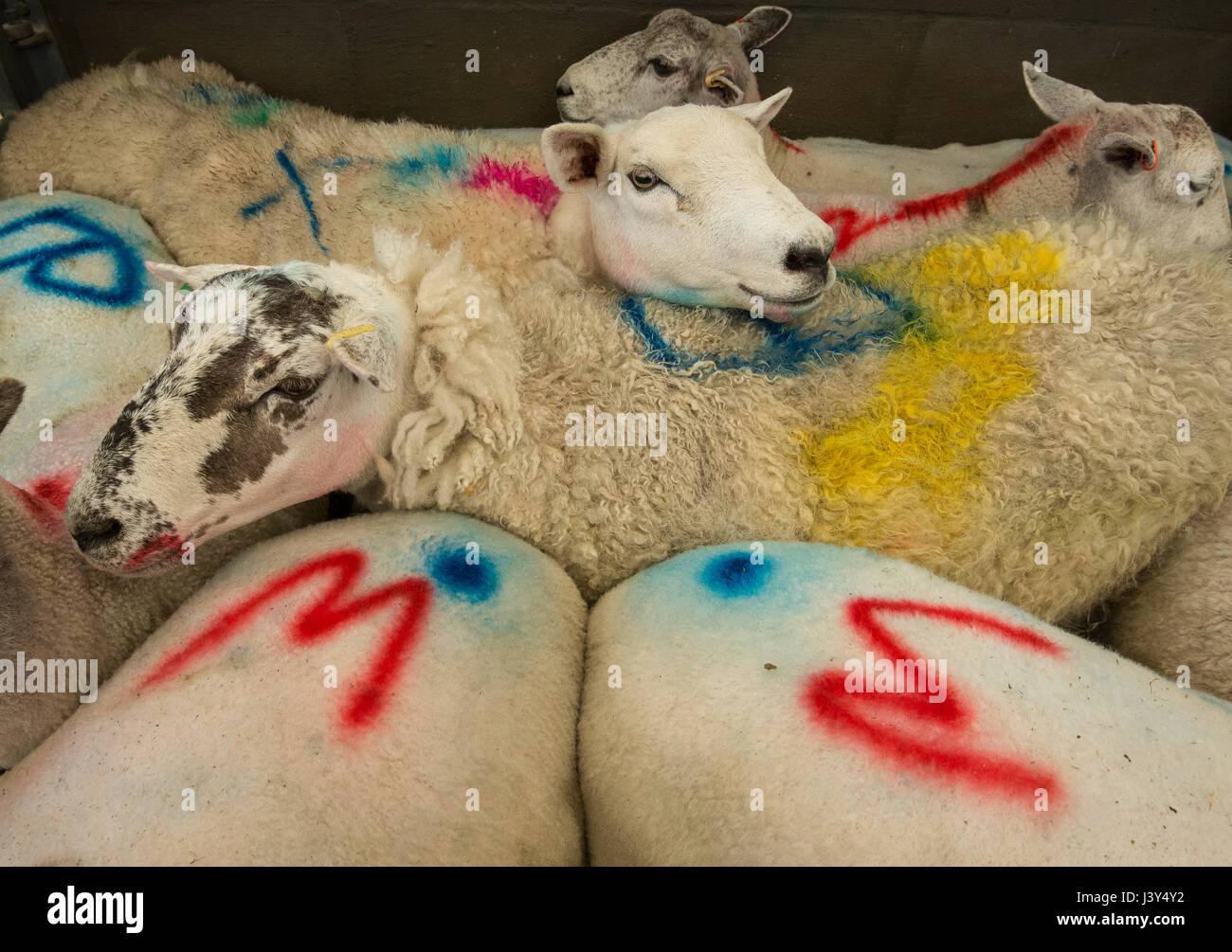 Cullare pecore in una penna di mercato del bestiame segnato in vendita, Derbyshire, UK Foto Stock
