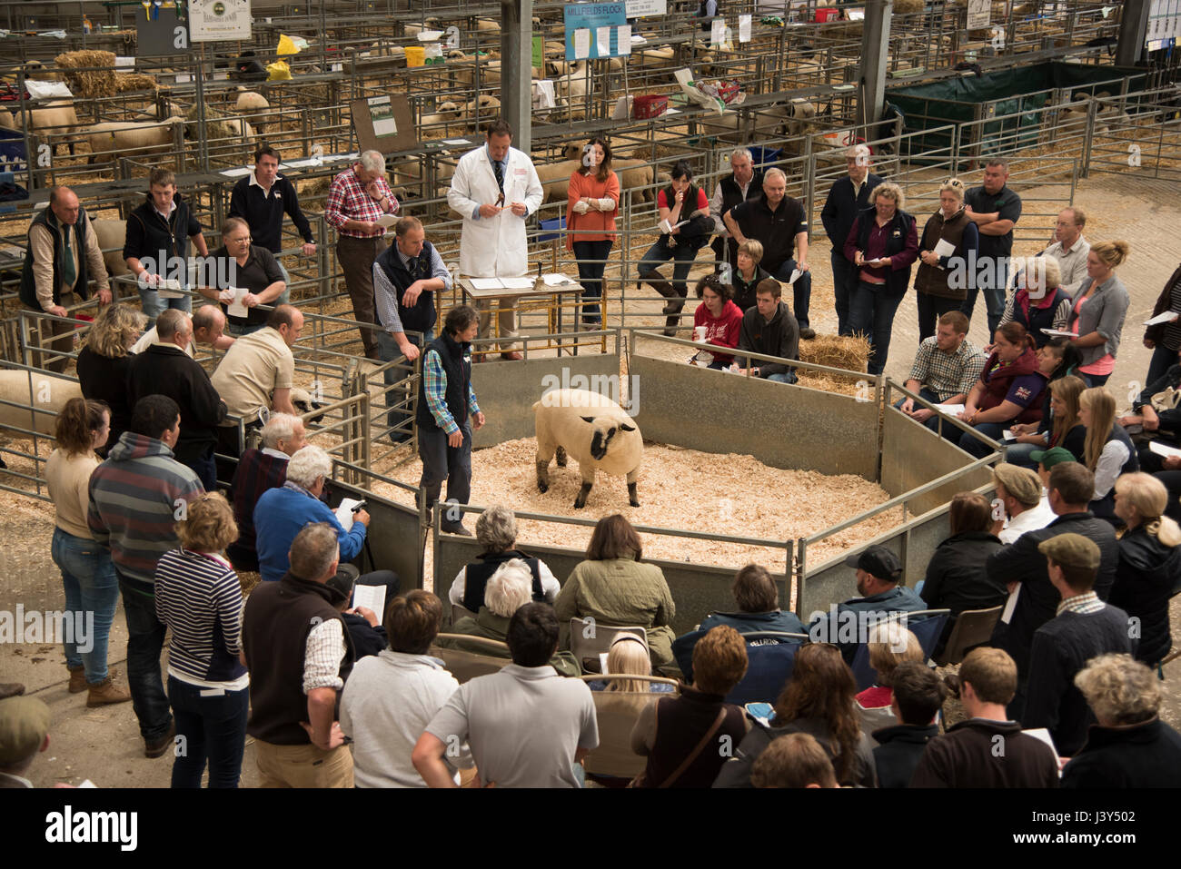 La vendita di Hampshire Down pecore a Stratford upon Avon Warwickshire. Foto Stock