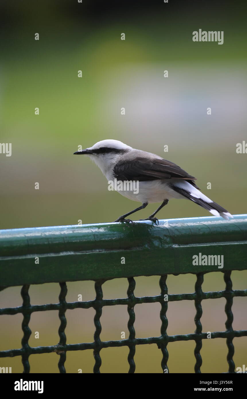 Piccolo uccello appollaiato sul park grill Foto Stock