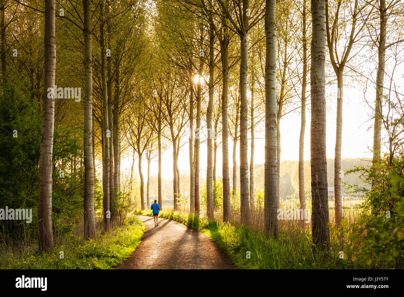 Bornem, Belgio - un pareggiatore passa da sulla strada di un paese mentre la meravigliosa luce del sole cade attraverso gli alberi Foto Stock