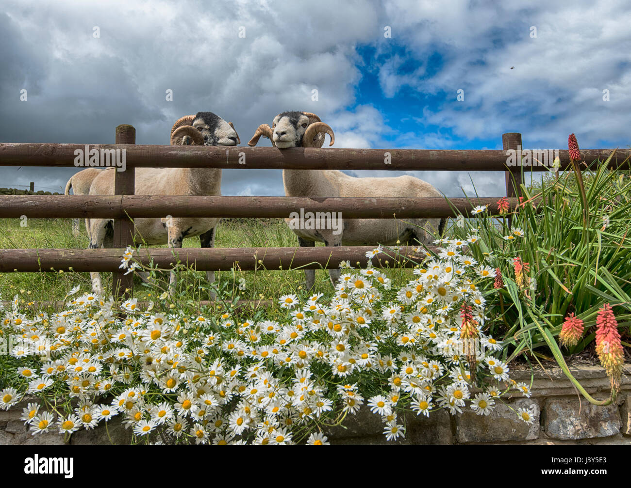 Swaledale martinetti con un recinto e fiori, Longnor,Staffordshire. Foto Stock