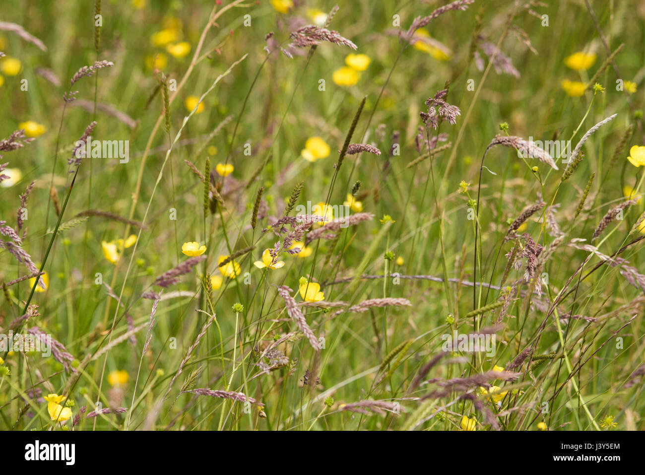 Selvaggio fiore erba prato, Longnor, Staffordshire. Foto Stock