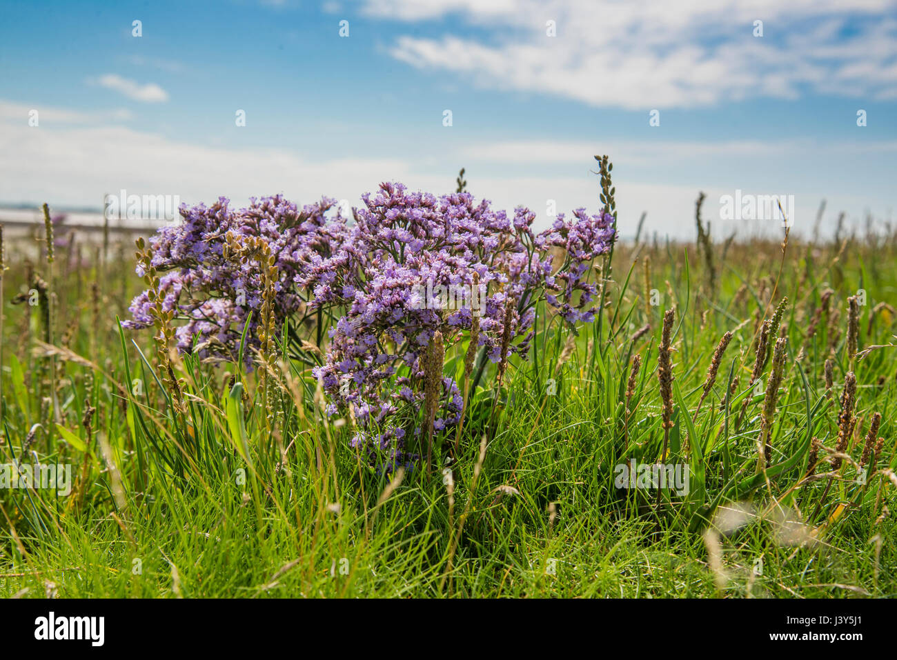 Sea-Lavender comune o mare di fiori di lavanda a Cockerham Sands, Cockerham, vicino a Lancaster, Lancashire. Foto Stock