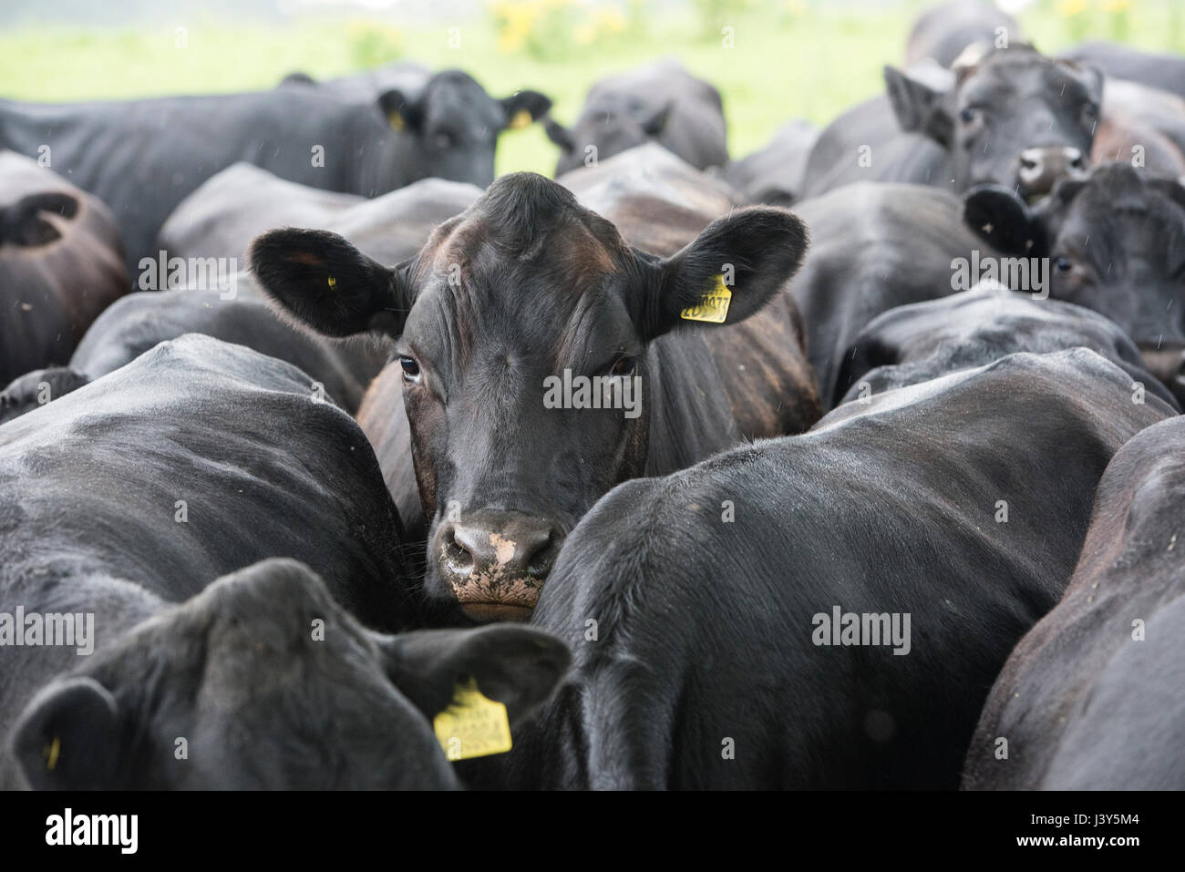 Close-up Aberdeen Angus cross di manzi e giovenche a 26 a 29 mesi in caso di pioggia, Macclesfield, Cheshire. Foto Stock