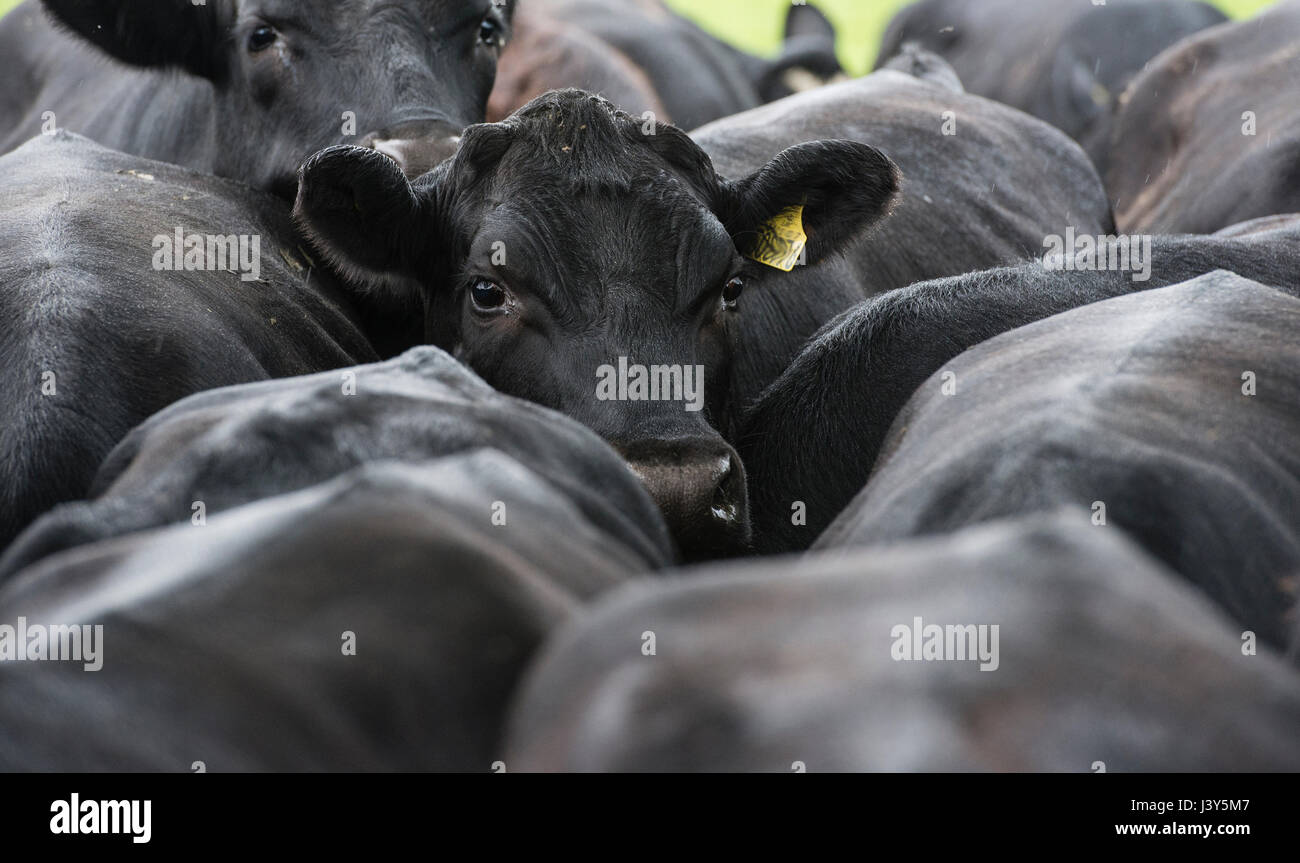 Close-up Aberdeen Angus cross di manzi e giovenche a 26 a 29 mesi in caso di pioggia, Macclesfield, Cheshire. Foto Stock
