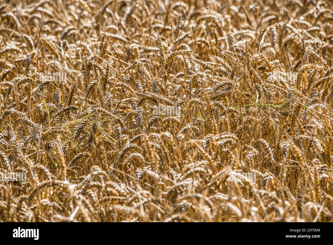 Close-up di un raccolto di grano maturo, Cheshire. Foto Stock
