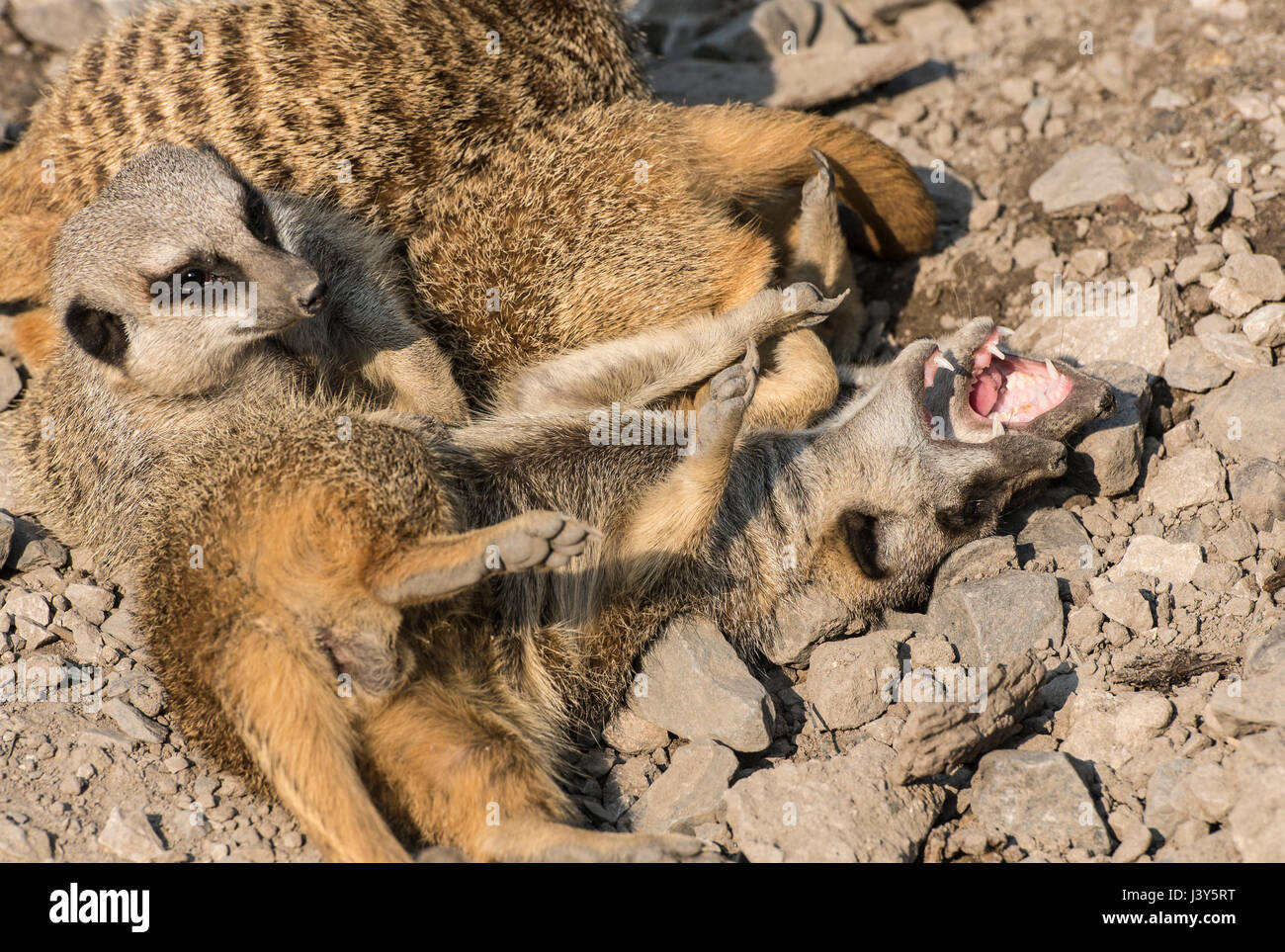 Meerkats presso la Bowland Wild Boar Park, Chipping, Preston, Lancashire. Foto Stock