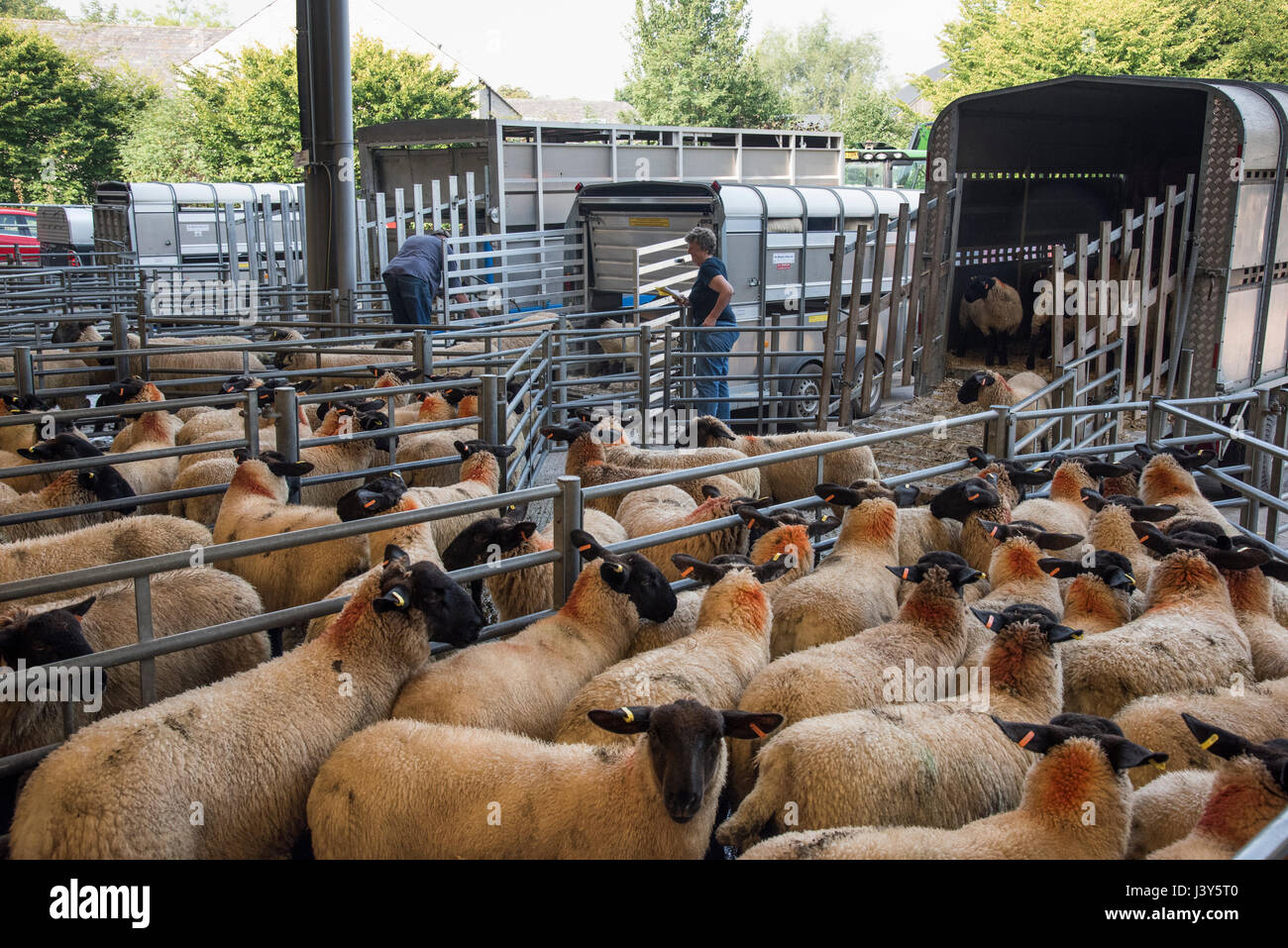 Lo scarico di ovini a Bakewell mercato del bestiame, Bakewell, Derbyshire. Foto Stock