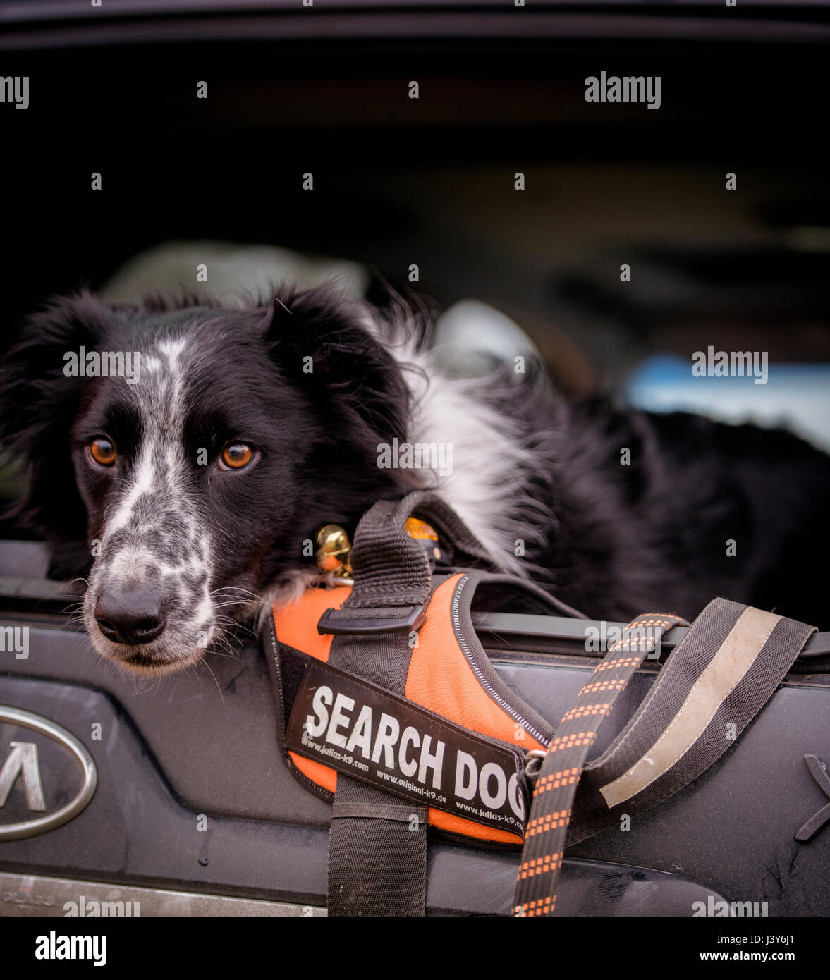 Lowland Cerca e Rescue Dogs in azione in West Sussex, UK. Foto Stock